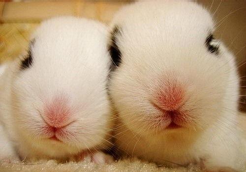 兔子吃伊丽莎白瓜,伊丽莎白瓜的诱惑之旅