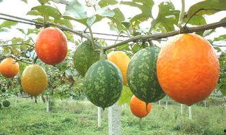 吃阿胶可以吃吊瓜吗,食用搭配指南