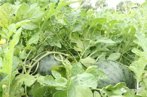 砍树钓鱼吃瓜,一场别开生面的乡村生活体验