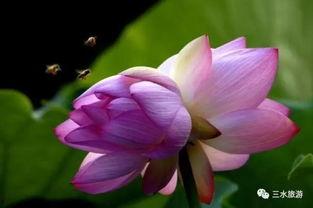 吃瓜赏荷,吃瓜赏荷，尽享清凉时光