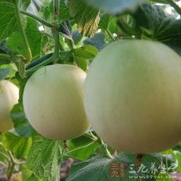 吃银瓜嗓子痒,揭秘嗓子痒的秘密