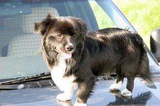 哈密瓜三个月狗可以吃吗,哈密瓜对三个月小狗的适宜性探讨