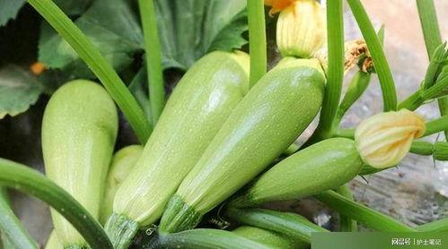 什么葫芦瓜吃不得,为何某些葫芦瓜不宜食用