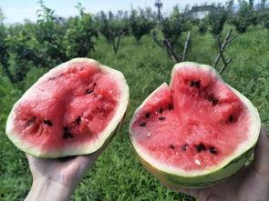 吃瓜运营,吃瓜运营带你领略幕后风云