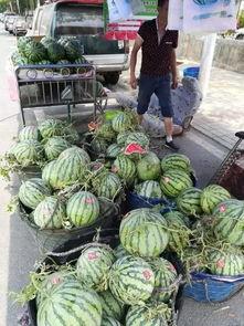 潍坊伊利吃瓜事件,一场网络热议的食品安全风波