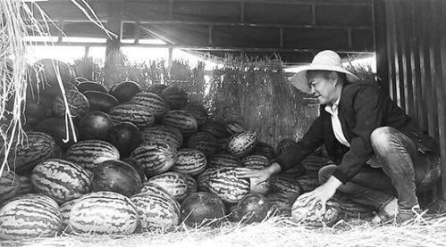 泗水吃瓜群众事件