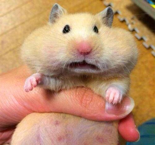 仓鼠吃瓜怎么喂,科学喂养指南