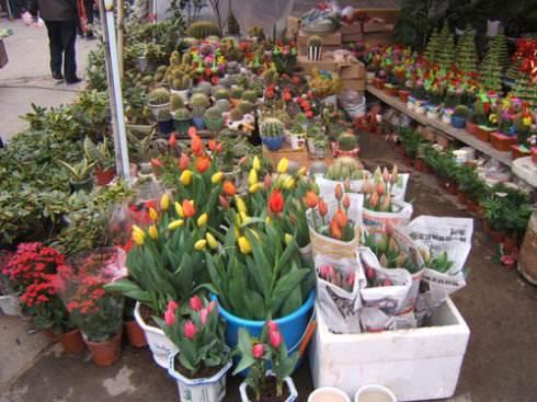 河北花店老板吃瓜,揭秘瓜农生活点滴