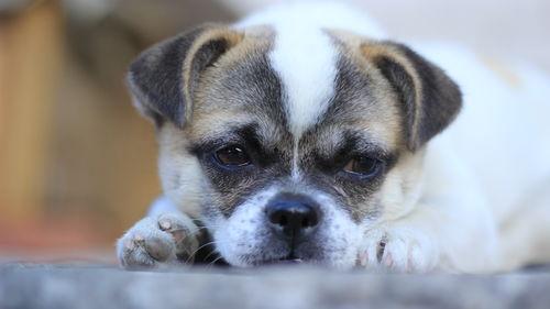 小狗吃瓜楼下打架视频,小狗吃瓜引发的邻里纷争