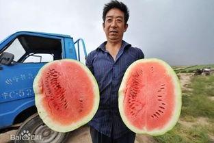 中英家庭吃瓜,趣味横生的饮食文化碰撞