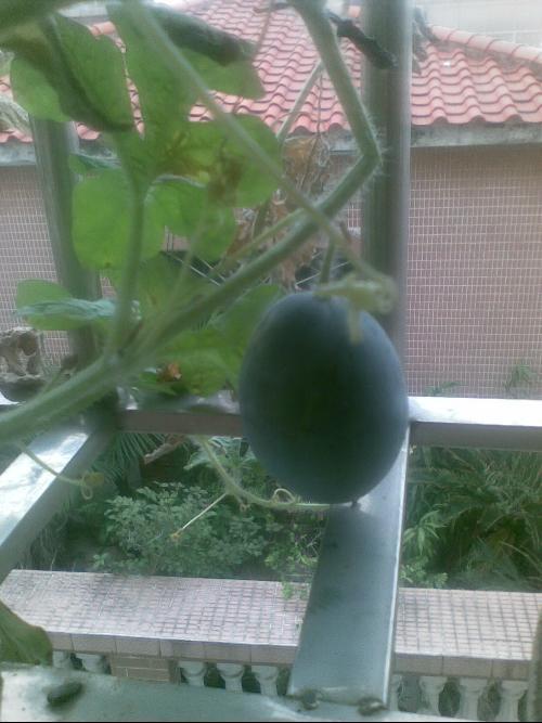 阳台吃瓜观众,见证时代变迁的旁观者